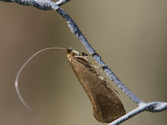 Large Long-horn (swammerdamella)