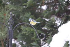 Blåmeis (Cyanistes caeruleus)