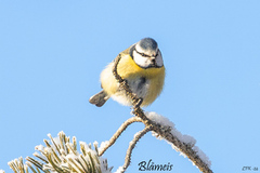 Blåmeis (Cyanistes caeruleus)