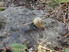 Brown-lipped Snail (Cepaea nemoralis)