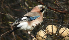 Nøtteskrike (Garrulus glandarius)