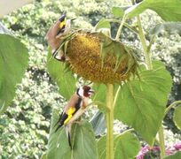 European Goldfinch (Carduelis carduelis)