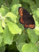 Erebia ligea (Arran Brown)