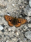 Boloria euphrosyne (Rødflekket perlemorvinge)