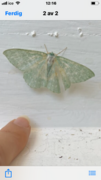 Geometra papilionaria (Large Emerald)