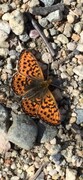 Boloria euphrosyne (Rødflekket perlemorvinge)