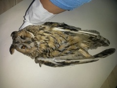 Long-eared Owl (Asio otus)