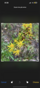 Senecio jacobaea