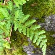 Frøplanter (Spermatophyte)