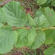 Common Hazel (Corylus avellana)