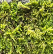 Bryophytes