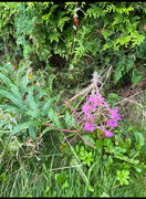 Geitrams (Epilobium angustifolium)