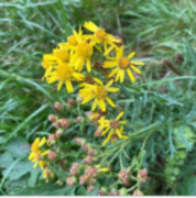 Landøyda (Senecio jacobaea)