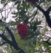 Rowan (Sorbus aucuparia)