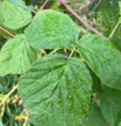 Rubus idaeus