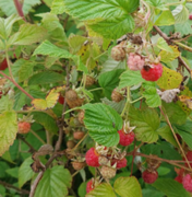 Rubus idaeus