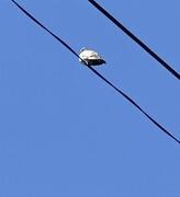 Stock Pigeon (Columba oenas)