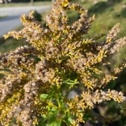 Solidago canadensis