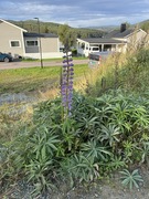 Hagelupin (Lupinus polyphyllus)