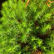 Storbjørnemose (Polytrichum commune)