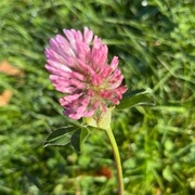 Trifolium pratense