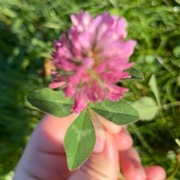 Trifolium pratense