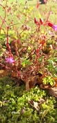 Geranium robertianum