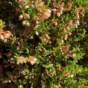 Røsslyng (Calluna vulgaris)