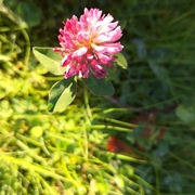 Trifolium pratense