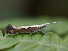 Plutella xylostella (Vandrekålmøll)