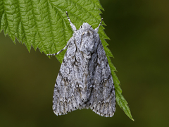 Acronicta aceris (Lønnekveldfly)