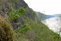 Rhodiola rosea