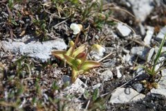 Pinguicula alpina