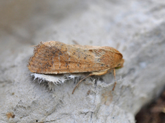 Helicoverpa armigera (Scarce Bordered Straw)