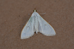 Palpita vitrealis (Olive-tree Pearl)