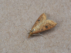 Udea ferrugalis (Rusty-dot Pearl)