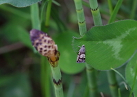 Grapholita compositella (Triple-stripe Piercer)