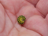 Zygaena filipendulae (Six-spot Burnet)