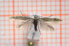 Coleophora versurella (Pale Orache Case-bearer)