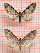 Eupithecia irriguata (Flekkdvergmåler)