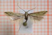 Metzneria metzneriella (Meadow Neb)