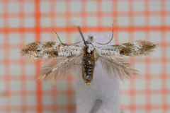 Bucculatrix frangutella (Buckthorn Bent-wing)