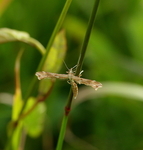 Gillmeria pallidactyla (Yarrow Plume)