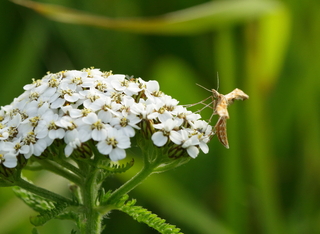 Gillmeria pallidactyla (Yarrow Plume)