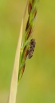 Pammene gallicana (Purple-shaded Piercer)