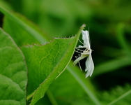 Pterophorus pentadactyla (White Plume)