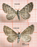 Eupithecia satyrata (Satyr Pug)