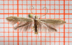 Coleophora flavipennella (Tipped Oak Case-bearer)