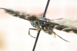 Phyllonorycter stettinensis (Small Alder Midget)