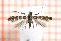 Phyllonorycter stettinensis (Small Alder Midget)